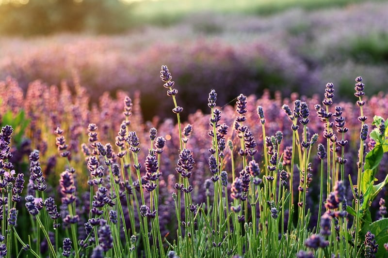 Sustainable Garden